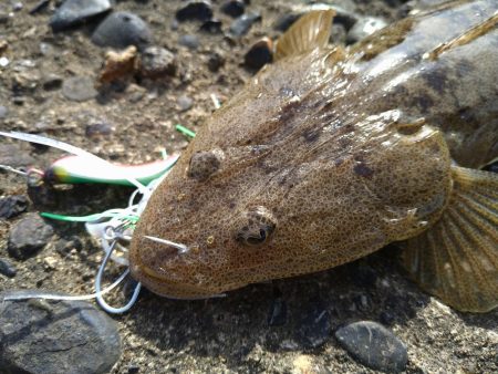 小ぶりながらもマゴチ